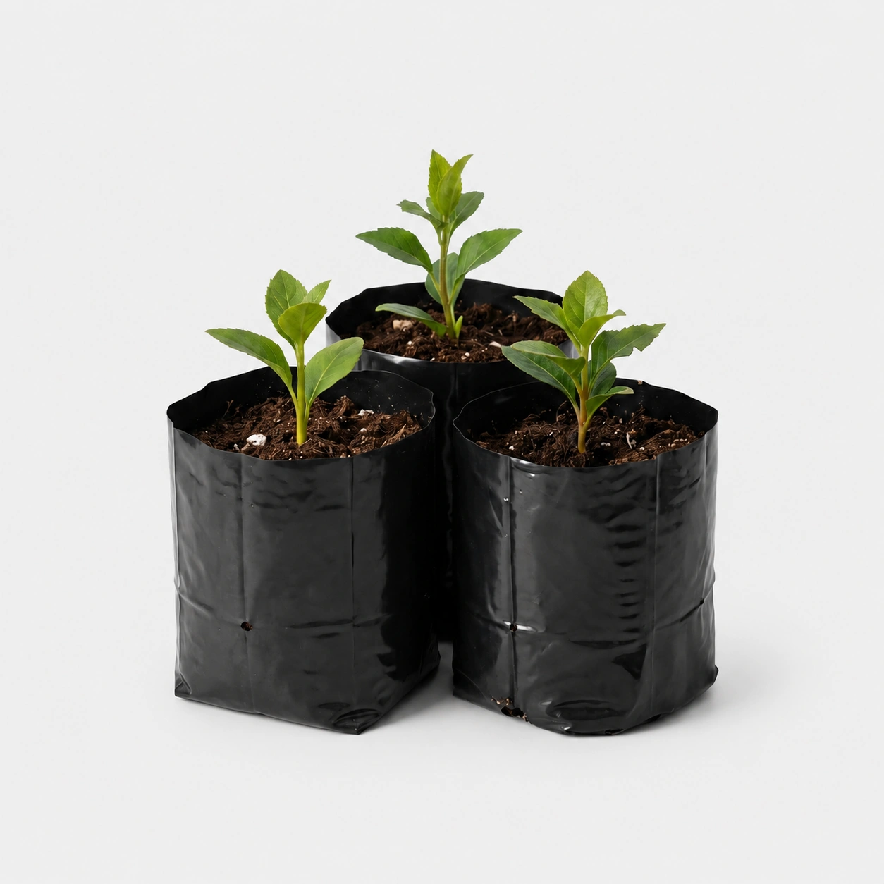 Minimalist Plant Display In Black Pots
